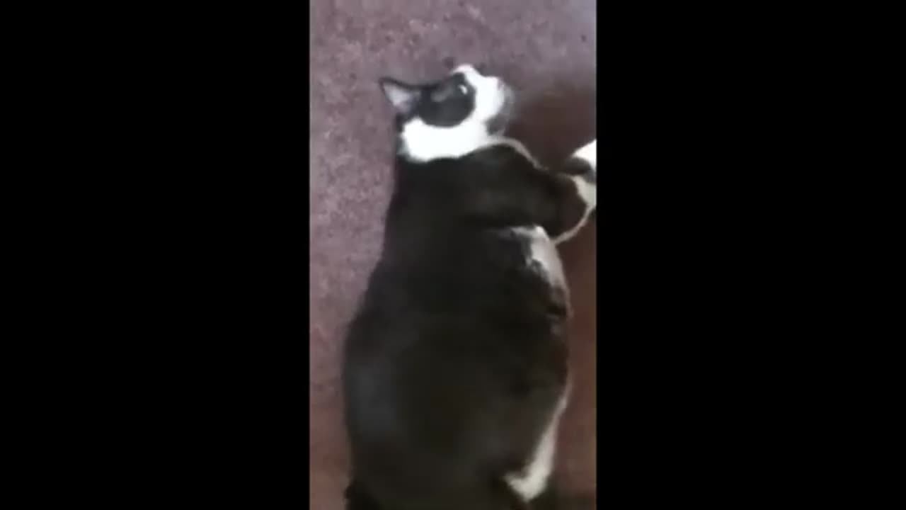 Funny animals - Funny cats / dogs - Funny animal videos