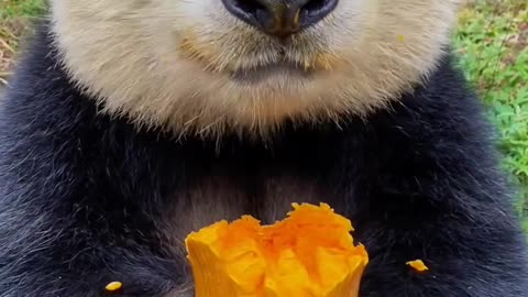 A panda indulges in a delicious pumpkin feast, its fluffy paws gripping the bright orange treat