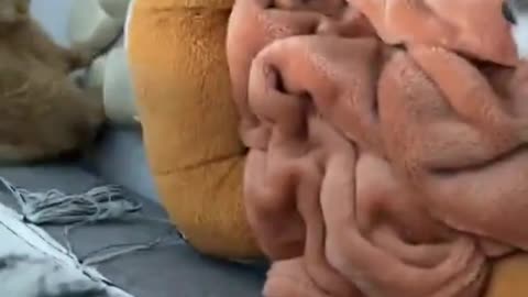 orange is so happy for his new family members