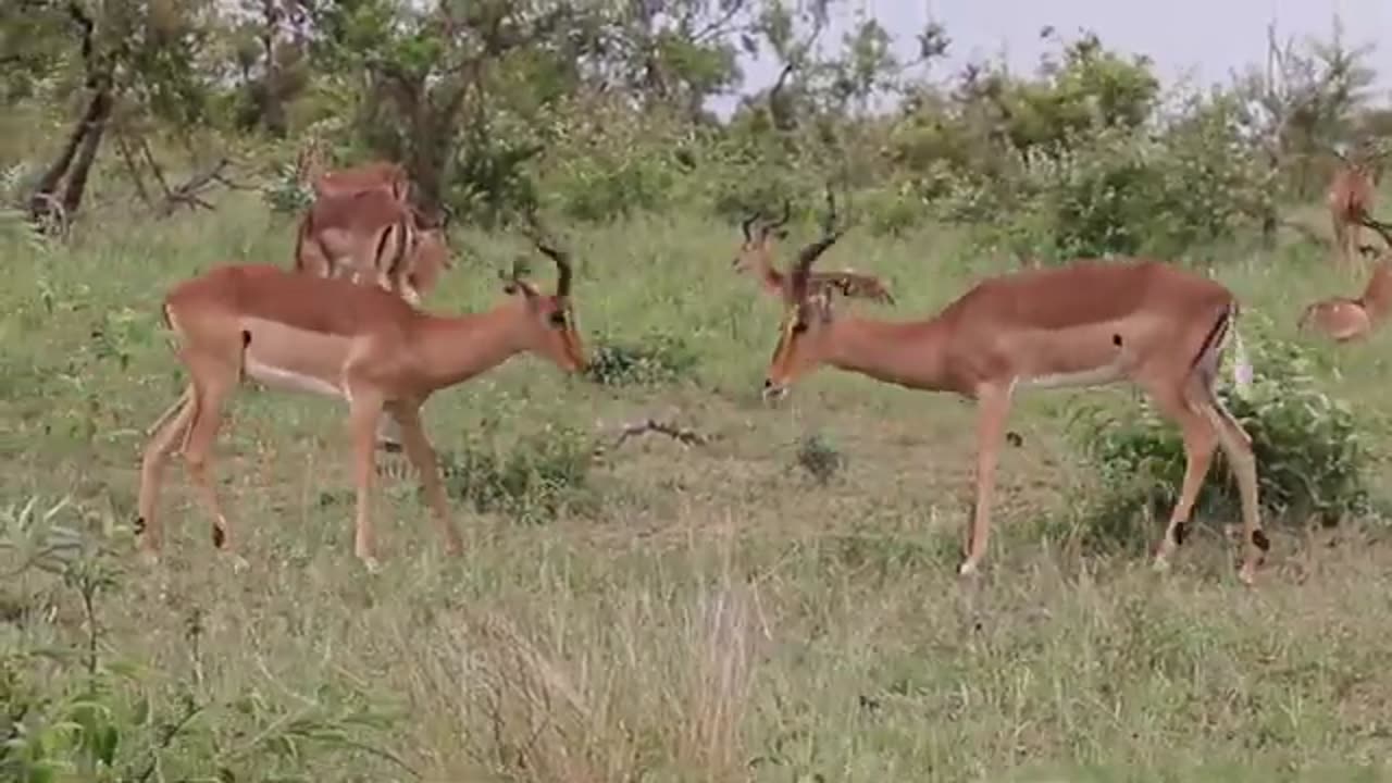 Impala fighting.