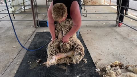 LIVE: Sheep Shearing & Trimming – Watch It Happen in Real Time! 🐑✂️