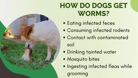 Worming your dog: What Every Dog Parent Must Know