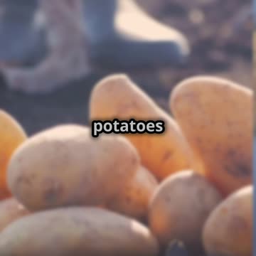 Sweet Potato vs. True Potato