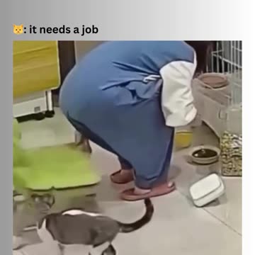 Should i get a dog 😺: no fking way🤣🙌🏿