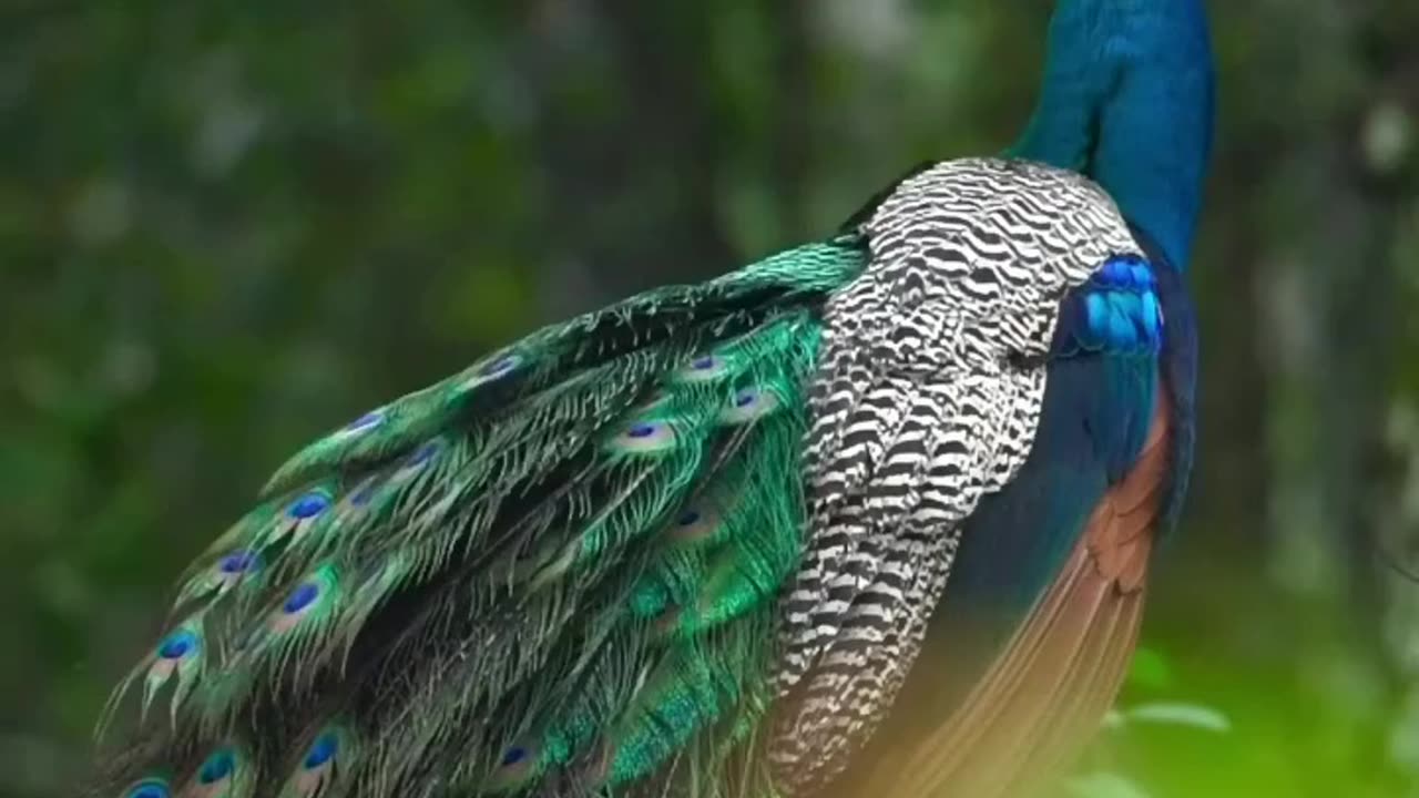 Peacock ❤️🔥😍