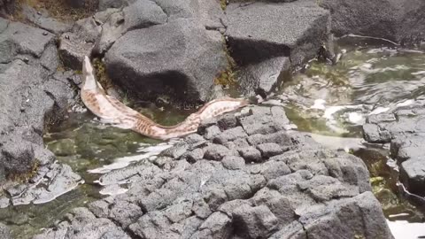 Big Island, Hawaii - Eel hunting a crab!!