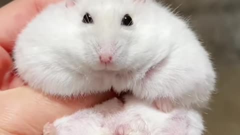 FUNNY Hamster in pouch viral 1 million views