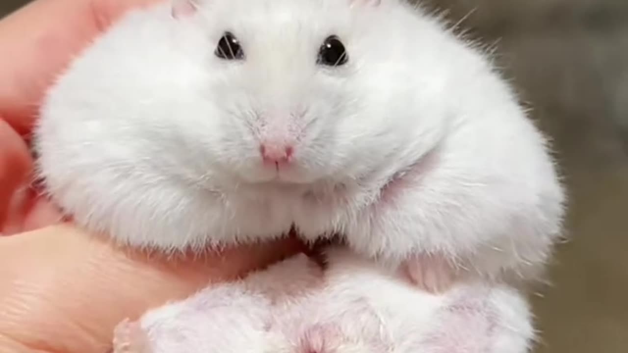 FUNNY Hamster in pouch viral 1 million views