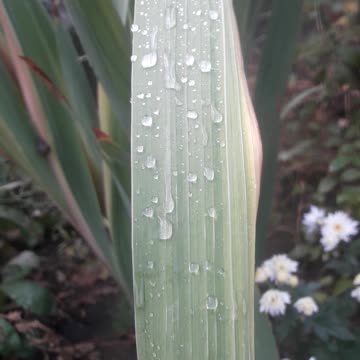 Miracle on the grass