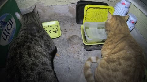 Homeless cat in Ras Al Khaimah UAE: JANET JACKSON & CHRIS MARTIN #cat #cats #pet #pets #homeless #4u