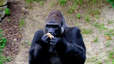 Wild Gorilla Eating in Natural Habitat Footage