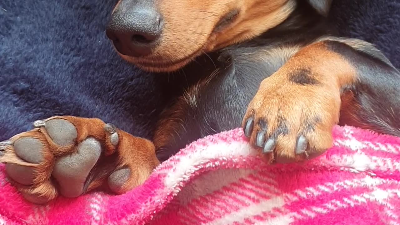 Cozy Dachshund Burrito: Wrapped in love and ready to conquer nap time!