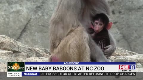 New baby baboons at the North Carolina Zoo