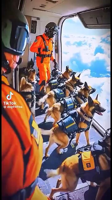 Military Canines The Best Of The Best😍