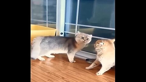 Funny Cats And Dogs Video Part 45