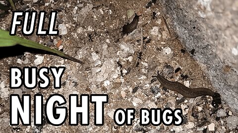 ASMR | Just as I like it. One night with lots of bugs here and there - Full 1h 45'