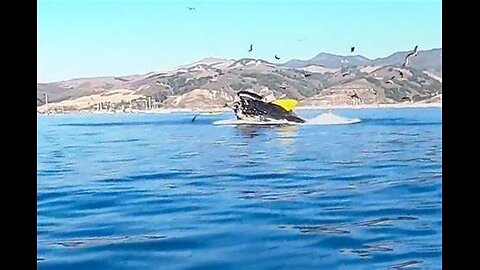 Man Swallowed briefly by whale, Chile.