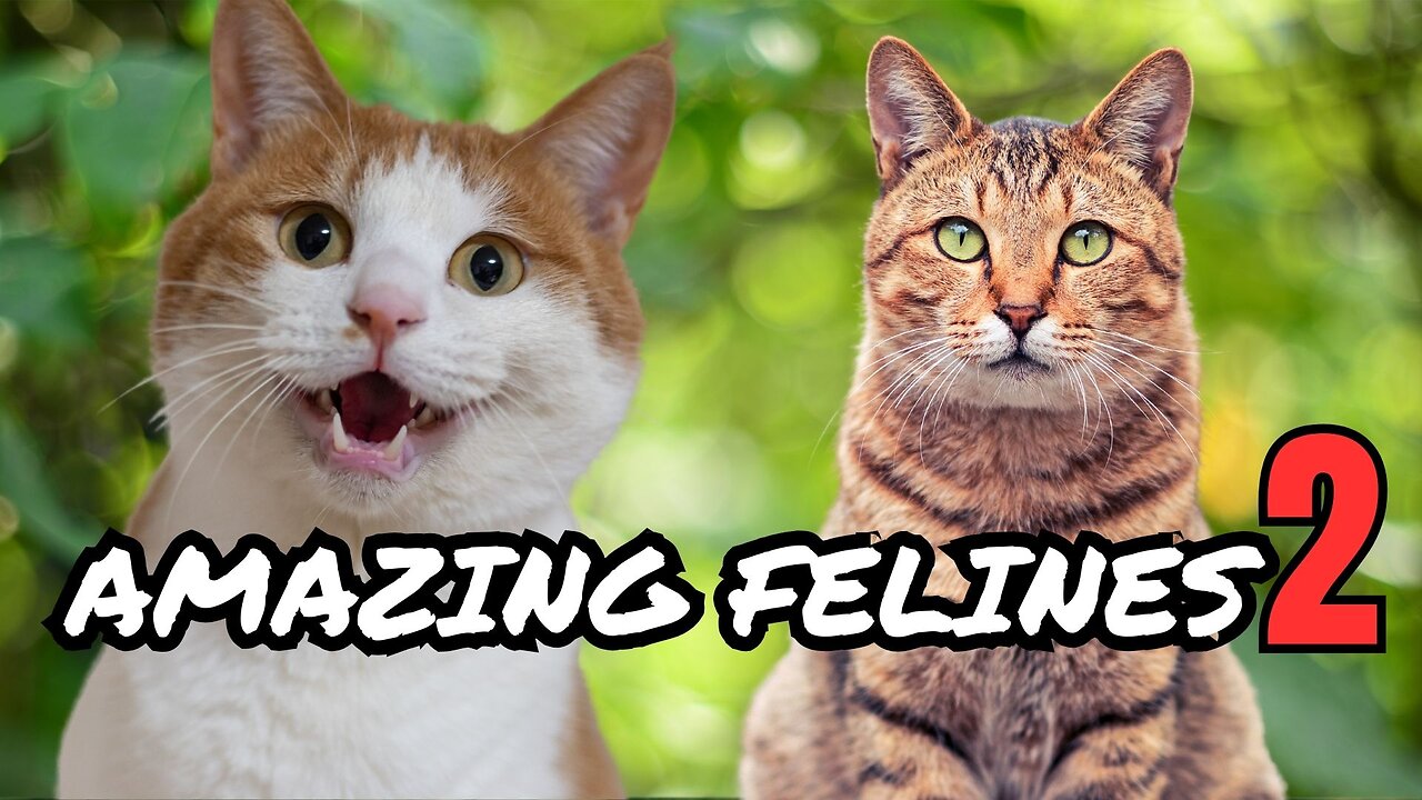 Amazing Facts About Cats: A Purr-fectly Fascinating Journey