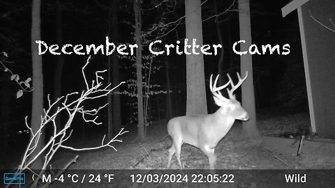 December Critter Cams with a Majestic Visitor