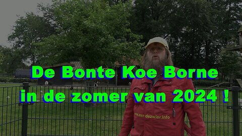 De Bonte Koe Borne in de zomer van 2024 - #BonteKoe #Borne #zomer2024