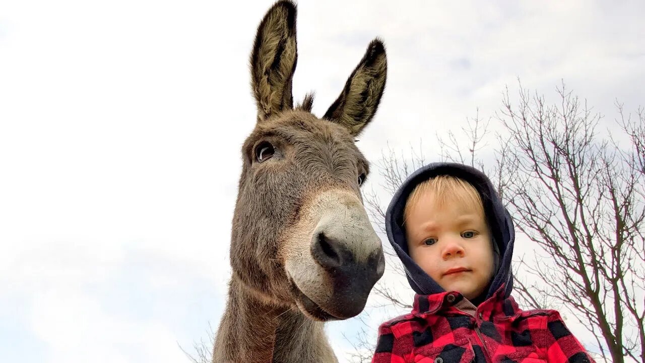 Donkey meets 3-year-old boy and decides to become his bodyguard