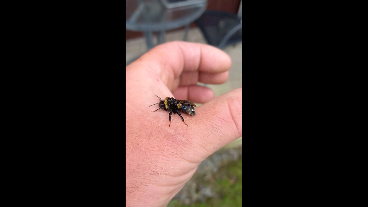 bee