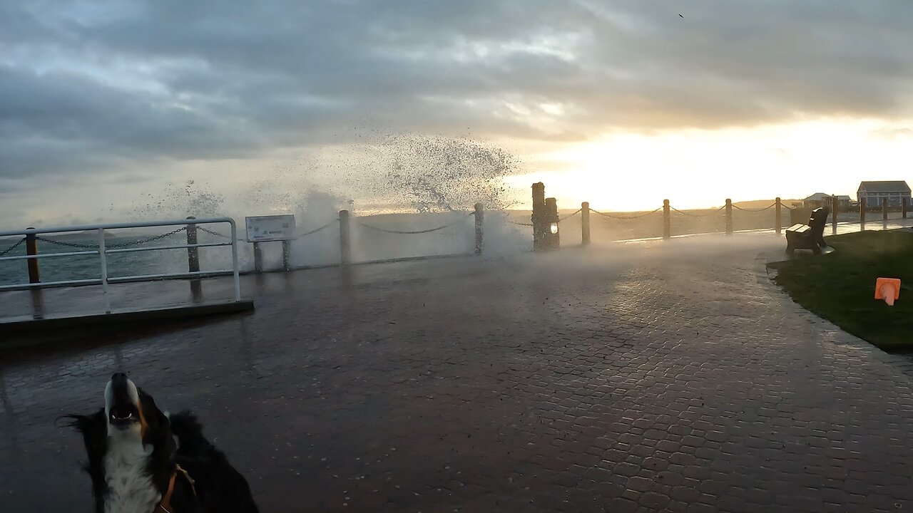 Benson the Bernese Mountain dog excited about the stormy weather.