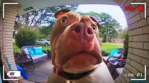 LAUGH OUT LOUD at These HILARIOUS Animals Caught on CCTV!🤣