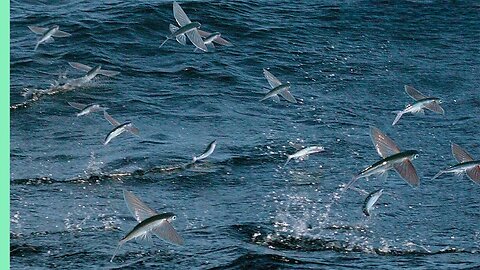 Flying Fish Picked Off From Above And Below | The Hunt