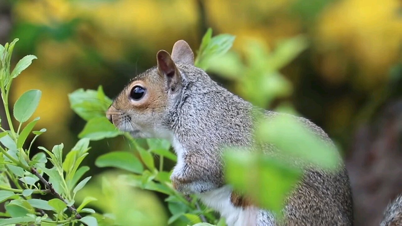 cute animals playing together and you? #cute_animals_love