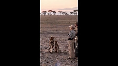 Cheetah Cub Reaches Freedom from the Pit with the Courage of the Rescue Team