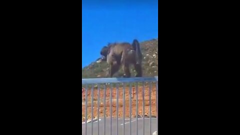 Scary South African Baboon!!!