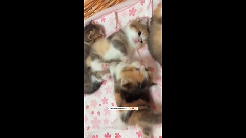 cat puppy funny❤️😘