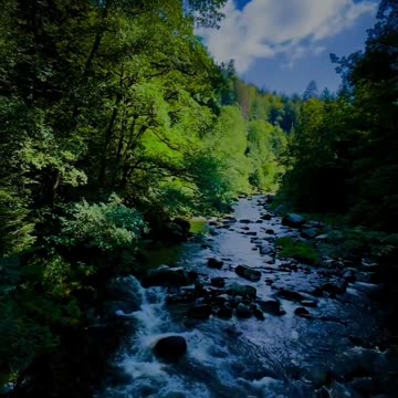 Jungle view beautiful nature