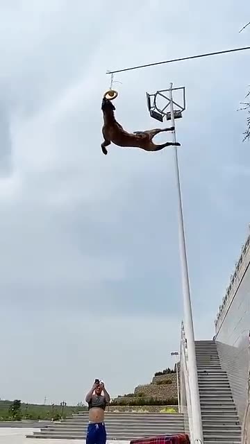 🐶 Incredible Dog Goal Achievements! 🏆✨