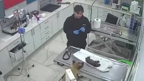 Mum takes sick pup to the vet