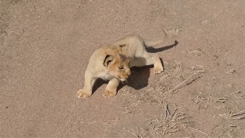 Just Watch Baby Lion Cubs to chat with Mon!