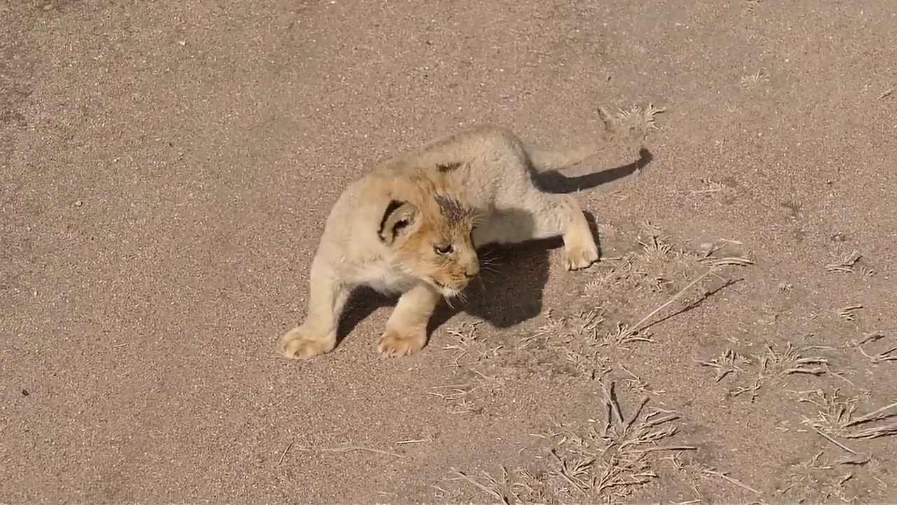 Just Watch Baby Lion Cubs to chat with Mon!