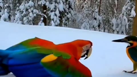 #viral video kingfisher