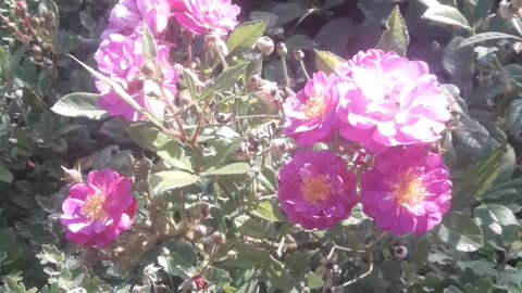Rose bush in the sun