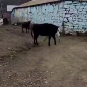 Bull Cares Two Dogs