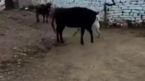 Bull Cares Two Dogs