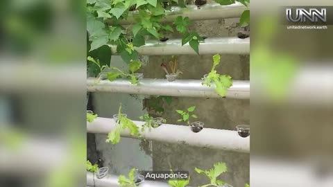 Check out Alberto's amazing backyard Aquaponics System!