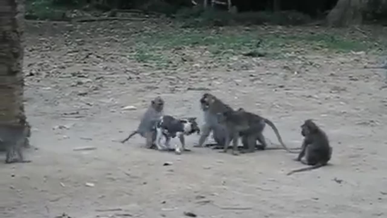 Puppy Playing With Monkeys