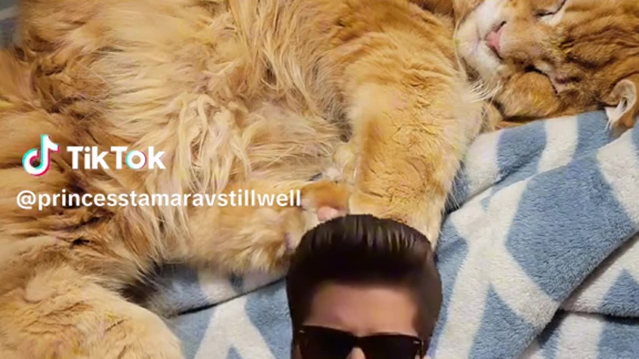 Maine coon being lazy