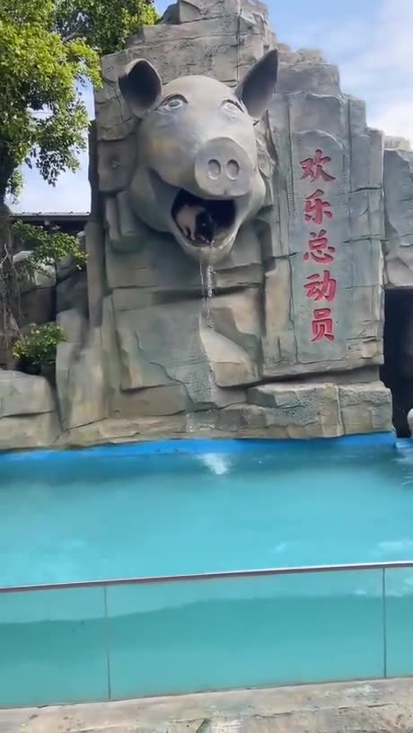 Piglets gone wet and wild