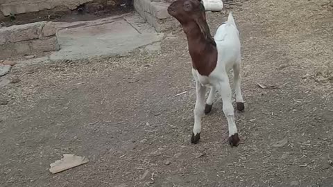 Goat funny 🤣🤣 video #goat #funny #hahah #insta #fb #yt #shorts #video #viral