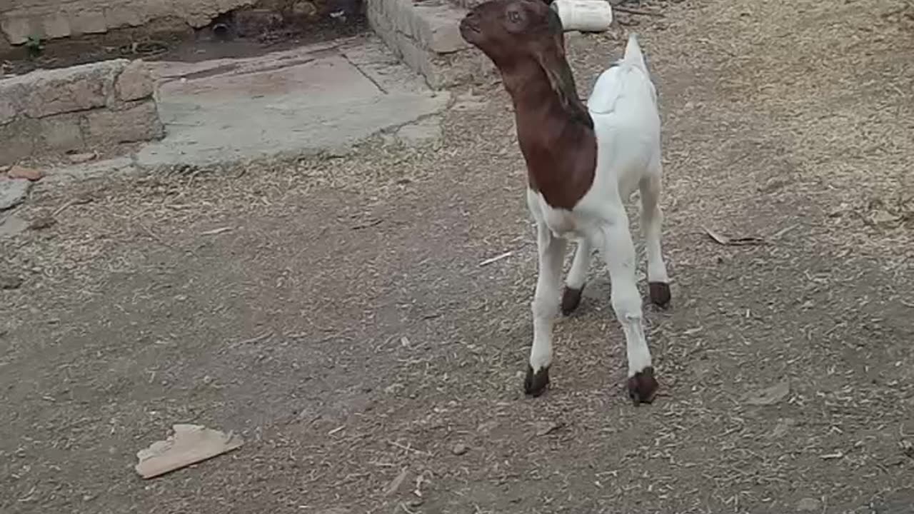 Goat funny 🤣🤣 video #goat #funny #hahah #insta #fb #yt #shorts #video #viral