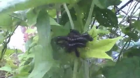 Black caterpillars on passion fruit leaves near the forest [Nature & Animals]