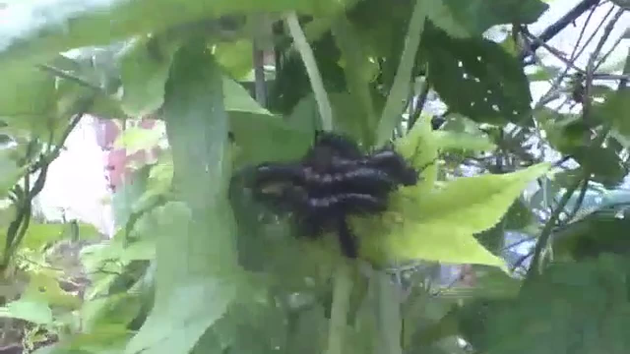 Black caterpillars on passion fruit leaves near the forest [Nature & Animals]